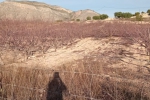 Resale - Land - Hondon de las Nieves